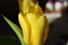 Gul tulpan - fotografi av naturen royaltyfri fotografi Gul tulpan - fotografi av naturen royaltyfri fotografi