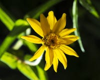 Gul Zinniablomma på svart bakgrund fotografering för bildbyråer Gul Zinniablomma på svart bakgrund fotografering för bildbyråer