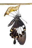 Gula Helen eller svartvit Helen Papilio nephelusfjäril arkivbilder Gula Helen eller svartvit Helen Papilio nephelusfjäril arkivbilder