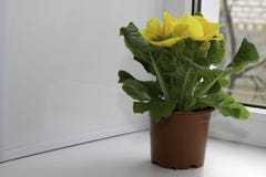 Gula inlagda blommaställningar på fönsterbrädan arkivfoton Gula inlagda blommaställningar på fönsterbrädan arkivfoton
