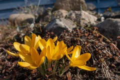 Gula krokusar i vår royaltyfria bilder Gula krokusar i vår royaltyfria bilder
