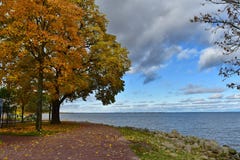 Gula och röda sidaträd vid havet royaltyfri fotografi Gula och röda sidaträd vid havet royaltyfri fotografi