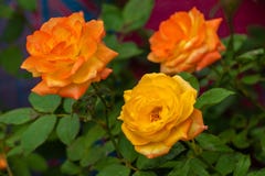 Gula rosa rosor som blommar i trädgården royaltyfri bild Gula rosa rosor som blommar i trädgården royaltyfri bild