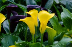 Gula tre blommor för Callalilja i den frodiga blommaträdgården arkivbilder Gula tre blommor för Callalilja i den frodiga blommaträdgården arkivbilder