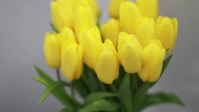 Gula tulpanblommor i den vita inre closeupen Gula tulpanblommor i den vita inre closeupen