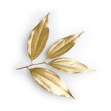 Guld- bladdesignbeståndsdelar Garneringbeståndsdelar för inbjudan, bröllopkort, valentindag, hälsningkort Isolerat på vit royaltyfria bilder Guld- bladdesignbeståndsdelar Garneringbeståndsdelar för inbjudan, bröllopkort, valentindag, hälsningkort Isolerat på vit royaltyfria bilder