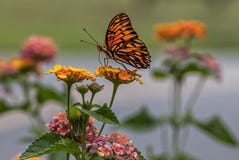 Gulf Fritillary Butterfly royalty free stock photo Gulf Fritillary Butterfly royalty free stock photo