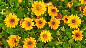 Guling blommar med blåttmitten arkivbild Guling blommar med blåttmitten arkivbild