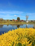 Guling blommar på en bakgrund för sjön och för blå himmel royaltyfri foto Guling blommar på en bakgrund för sjön och för blå himmel royaltyfri foto
