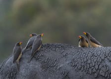 Guling fakturerade Oxpecker arkivfoton Guling fakturerade Oxpecker arkivfoton
