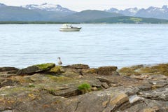 Gull il pulcino (larus) sulla spiaggia rocciosa su fondo delle montagne innevate Fotografia Stock Libera da Diritti Gull il pulcino (larus) sulla spiaggia rocciosa su fondo delle montagne innevate Fotografia Stock Libera da Diritti