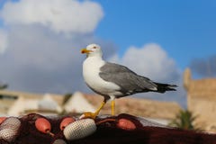 Gull in the port against the background of a medieval fortress