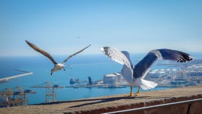 Gull spreading their wing, looking to the sea before taking their flight. stock photo Gull spreading their wing, looking to the sea before taking their flight. stock photo