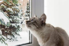 Gullig fluffig katt med sititng för blåa ögon på en fönsterfönsterbräda royaltyfri bild Gullig fluffig katt med sititng för blåa ögon på en fönsterfönsterbräda royaltyfri bild