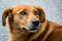 Gullig gatahund, familiaris för canislupus royaltyfri bild Gullig gatahund, familiaris för canislupus royaltyfri bild