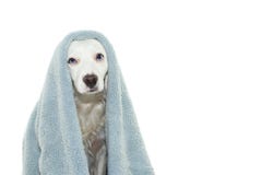 GULLIG HUND MED SJALEN FÖR BLÅA ÖGON MED EN HANDDUK SOM VÄNTAR PÅ ETT BAD arkivbild GULLIG HUND MED SJALEN FÖR BLÅA ÖGON MED EN HANDDUK SOM VÄNTAR PÅ ETT BAD arkivbild