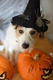 GULLIG JACK RUSSELL HUND MED HÄXAALLHELGONAAFTONHATTEN SOM SITTER BREDVID arkivbilder GULLIG JACK RUSSELL HUND MED HÄXAALLHELGONAAFTONHATTEN SOM SITTER BREDVID arkivbilder