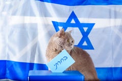 Gullig katt och att r?sta asken p? valdag ?ver Israel flaggabakgrund arkivfoton Gullig katt och att r?sta asken p? valdag ?ver Israel flaggabakgrund arkivfoton