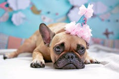 Gullig liggande brun kvinnlig hund för fransk bulldogg med den rosa födelsedaghatten och att behandla som ett barn blå bakgrund stock illustrationer Gullig liggande brun kvinnlig hund för fransk bulldogg med den rosa födelsedaghatten och att behandla som ett barn blå bakgrund stock illustrationer