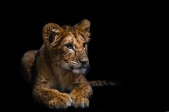 gullig lion för gröngöling arkivfoto gullig lion för gröngöling arkivfoto