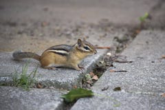 Gullig liten jordekorre som ser kameran fotografering för bildbyråer Gullig liten jordekorre som ser kameran fotografering för bildbyråer
