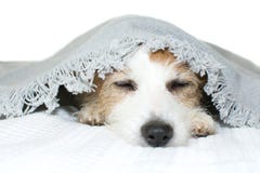GULLIG SJUK JACK RUSSELL HUND SOM SOVER ELLER VILAR PÅ DOLDA WI FÖR SÄNG arkivfoto GULLIG SJUK JACK RUSSELL HUND SOM SOVER ELLER VILAR PÅ DOLDA WI FÖR SÄNG arkivfoto