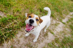 Gullig skällahund arkivbilder Gullig skällahund arkivbilder