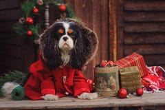 Gullig stolt spanielhund för konung charles i rött lag som firar jul på det hemtrevliga landshuset royaltyfri bild Gullig stolt spanielhund för konung charles i rött lag som firar jul på det hemtrevliga landshuset royaltyfri bild
