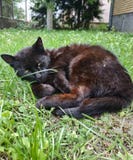 gullig svart katt Ordna till f?r n?gon gyckel arkivbilder gullig svart katt Ordna till f?r n?gon gyckel arkivbilder
