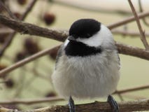 Gullig sångfågel på en filial fotografering för bildbyråer Gullig sångfågel på en filial fotografering för bildbyråer