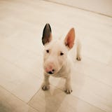 Gullig vit Bull terrier valp royaltyfri bild Gullig vit Bull terrier valp royaltyfri bild