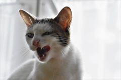 Gullig vit katt framåt av vit bakgrund som slickar hennes mun royaltyfri bild Gullig vit katt framåt av vit bakgrund som slickar hennes mun royaltyfri bild