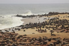 Gulliga skyddsremsor stojar på kusterna av Atlanticet Ocean i Namibia fotografering för bildbyråer Gulliga skyddsremsor stojar på kusterna av Atlanticet Ocean i Namibia fotografering för bildbyråer