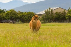 Gulligt behandla som ett barn alpaca över grönt exponeringsglas arkivfoto Gulligt behandla som ett barn alpaca över grönt exponeringsglas arkivfoto