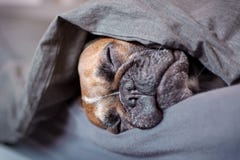 Gulligt brunt sova för hund för fransk bulldogg som täckas under filten i mänsklig säng arkivfoton Gulligt brunt sova för hund för fransk bulldogg som täckas under filten i mänsklig säng arkivfoton