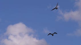 Gulls fly through blue skies with clouds