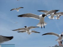 seagulls flock gulls