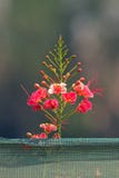 gulmohar blomma royaltyfri bild gulmohar blomma royaltyfri bild