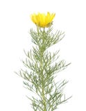 Gult öga för fasan` s eller Adonis vernalis som isoleras på vit bakgrund medicinal växt Royaltyfri Foto Gult öga för fasan` s eller Adonis vernalis som isoleras på vit bakgrund medicinal växt Royaltyfri Foto