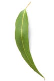 Gum Leaf