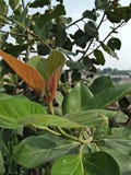 GUMMITRÄD /FICUS ELESTICA royaltyfri foto GUMMITRÄD /FICUS ELESTICA royaltyfri foto