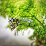 Guppy koloru ryba zdjęcia stock Guppy koloru ryba zdjęcia stock