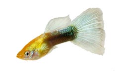 Guppy Poecilia reticulata colorful rainbow tropical aquarium fish royalty free stock photography Guppy Poecilia reticulata colorful rainbow tropical aquarium fish royalty free stock photography