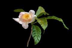 Gustavia gracillima Miers royalty free stock images Gustavia gracillima Miers royalty free stock images