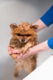 Gut gepflegter Hund pflegen Pflegen eines pomeranian Hundes Lustiges pomeranian im Bad Hund, der eine Dusche nimmt Hund auf weiße Lizenzfreies Stockbild Gut gepflegter Hund pflegen Pflegen eines pomeranian Hundes Lustiges pomeranian im Bad Hund, der eine Dusche nimmt Hund auf weiße Lizenzfreies Stockbild