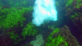 A guy jumping from a cliff into the water . Slow motion. stock video footage A guy jumping from a cliff into the water . Slow motion. stock video footage