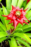 Guzmania Lingulata Flower