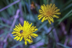 Guêpe de coucou alimentant sur une fleur de pissenlit images libres de droits Guêpe de coucou alimentant sur une fleur de pissenlit images libres de droits