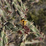 Guêpe jaune sur un cactus de Cholla, deuxième traînée de l'eau, montagnes de superstition, Arizona photos stock Guêpe jaune sur un cactus de Cholla, deuxième traînée de l'eau, montagnes de superstition, Arizona photos stock