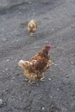A couple of chickens scratching about on a cold morning. stock image A couple of chickens scratching about on a cold morning. stock image